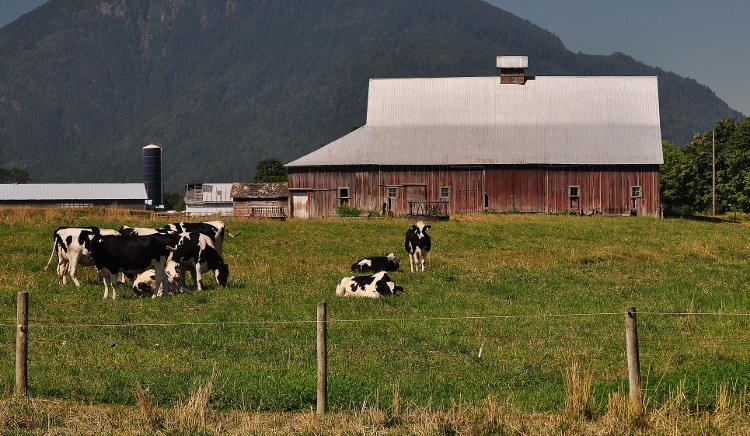 old barn with cows